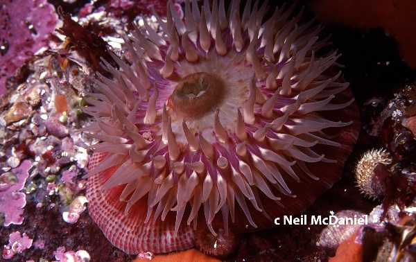 Photo of Epiactis lisbethae by <a href="http://www.seastarsofthepacificnorthwest.info/">Neil McDaniel</a>